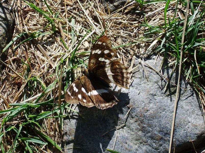 Farfalle di Valtellina, Valchiavenna, V.Poschiavo, Bregaglia